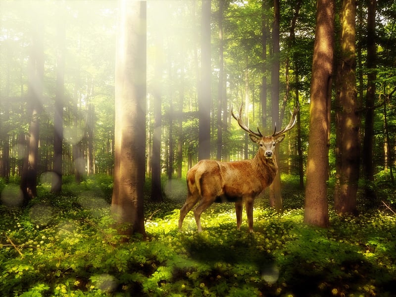 Enchanted landscapes
