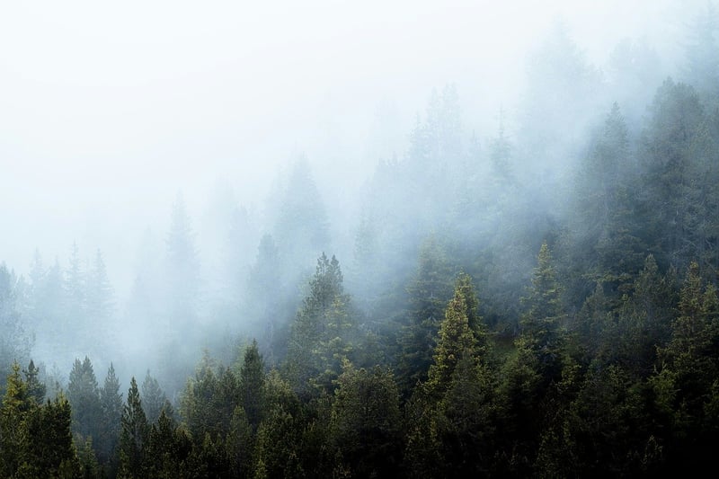 Mystical greenery